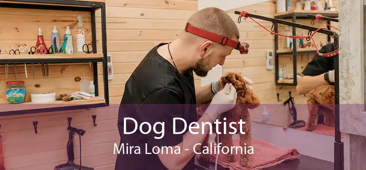 Dog Dentist Mira Loma - California