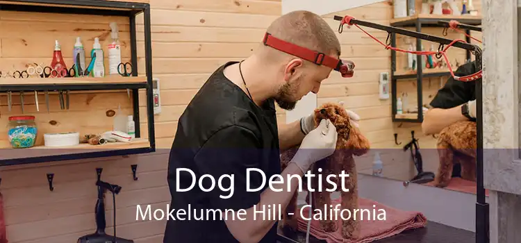 Dog Dentist Mokelumne Hill - California