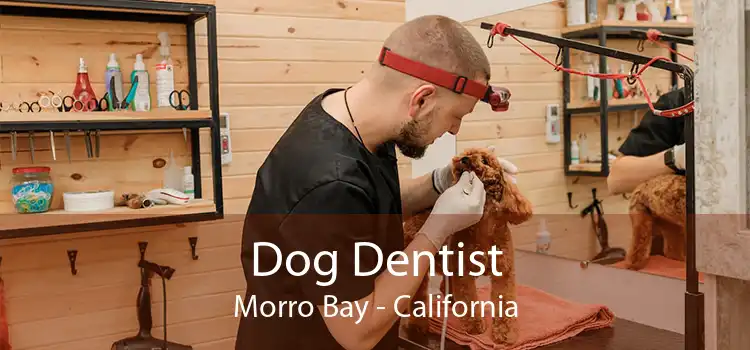 Dog Dentist Morro Bay - California