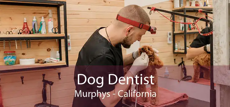 Dog Dentist Murphys - California