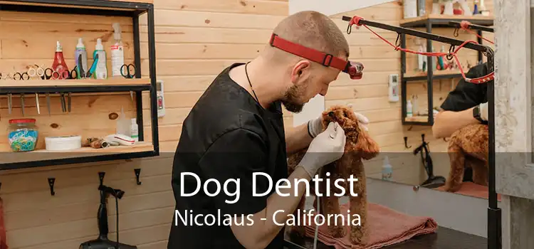 Dog Dentist Nicolaus - California