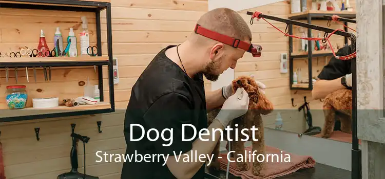 Dog Dentist Strawberry Valley - California