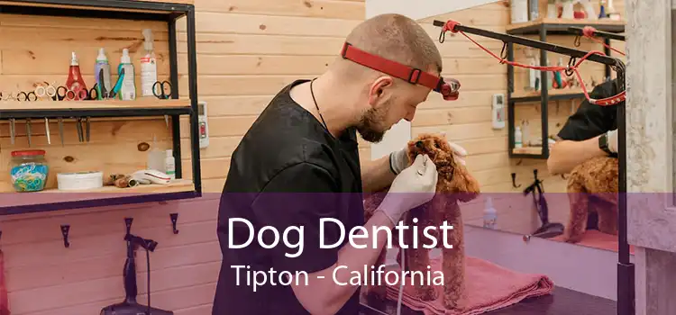 Dog Dentist Tipton - California