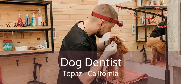 Dog Dentist Topaz - California