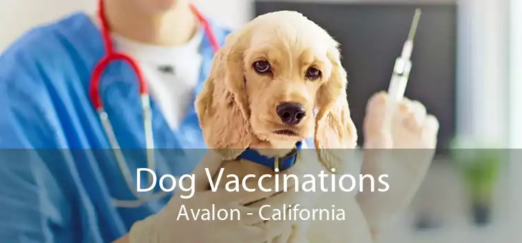 Dog Vaccinations Avalon - California