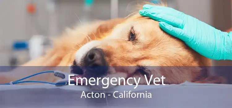 Emergency Vet Acton - California
