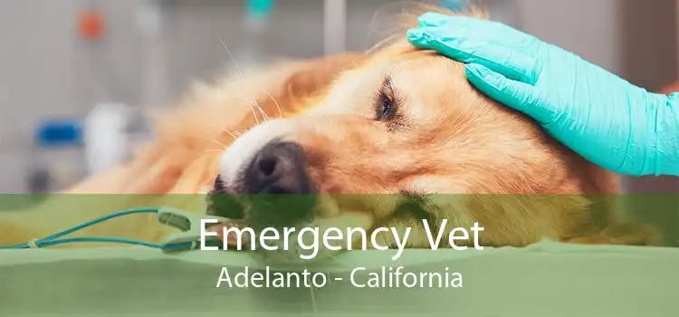 Emergency Vet Adelanto - California