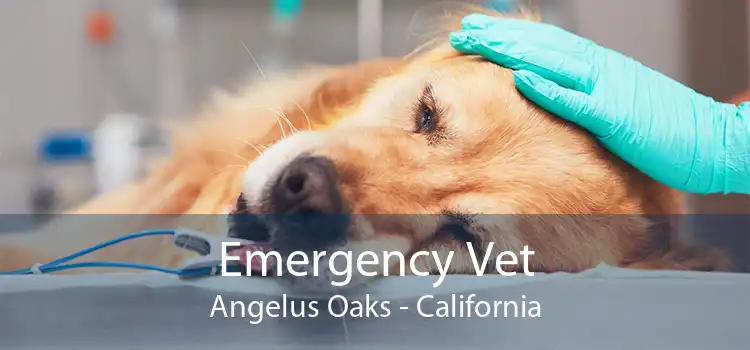 Emergency Vet Angelus Oaks - California