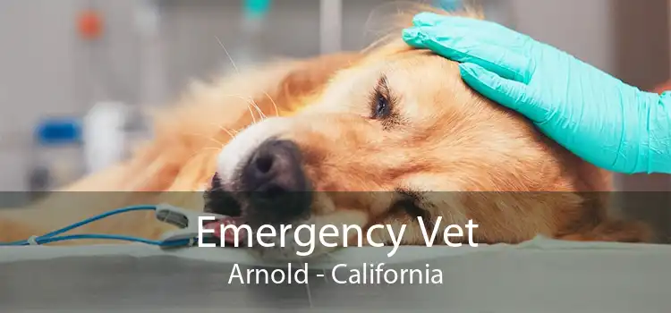Emergency Vet Arnold - California