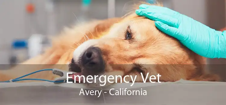 Emergency Vet Avery - California