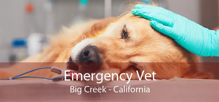 Emergency Vet Big Creek - California