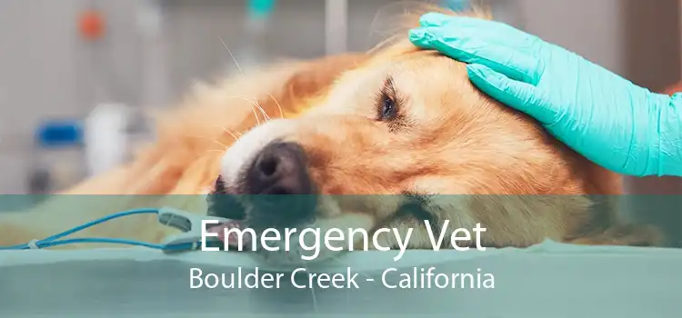 Emergency Vet Boulder Creek - California