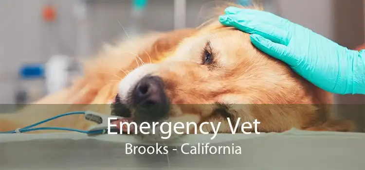 Emergency Vet Brooks - California