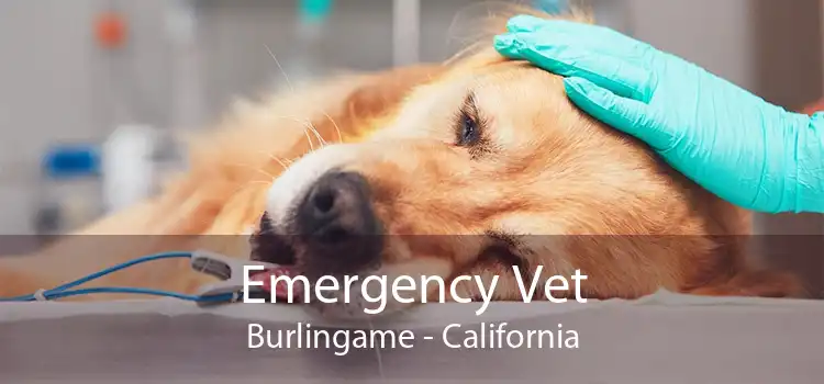 Emergency Vet Burlingame - California