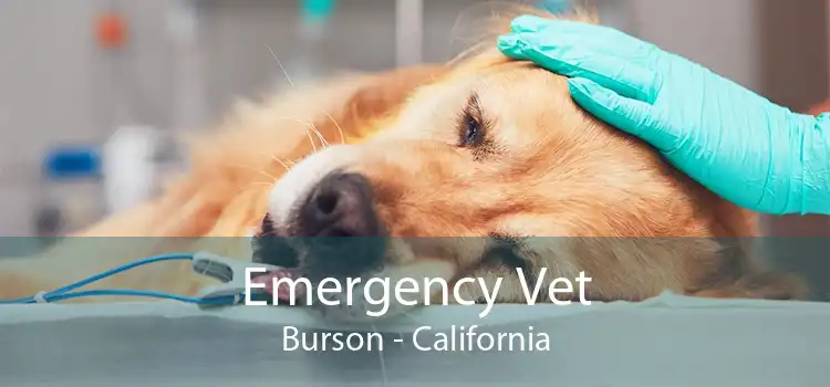 Emergency Vet Burson - California
