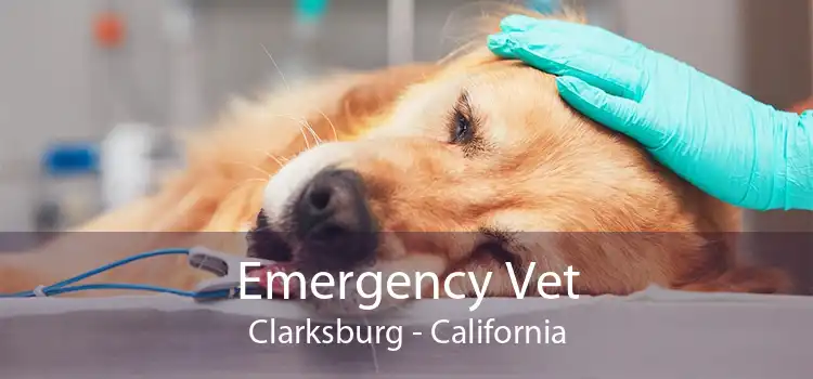 Emergency Vet Clarksburg - California