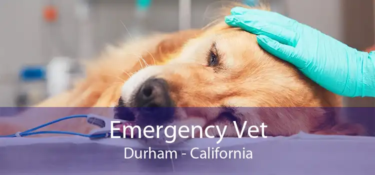 Emergency Vet Durham - California