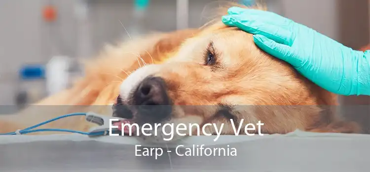 Emergency Vet Earp - California