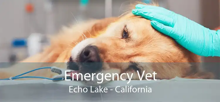 Emergency Vet Echo Lake - California