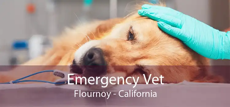 Emergency Vet Flournoy - California