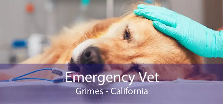 Emergency Vet Grimes - California