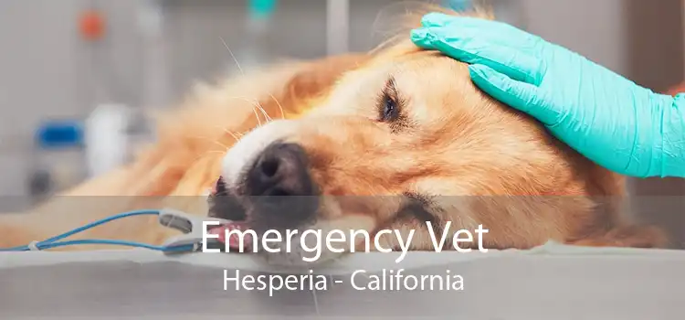 Emergency Vet Hesperia - California