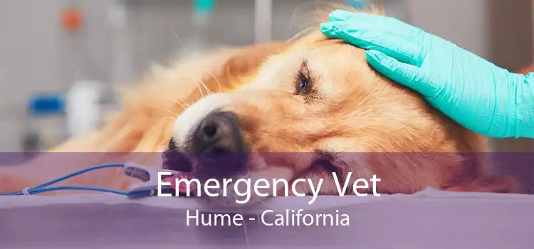 Emergency Vet Hume - California