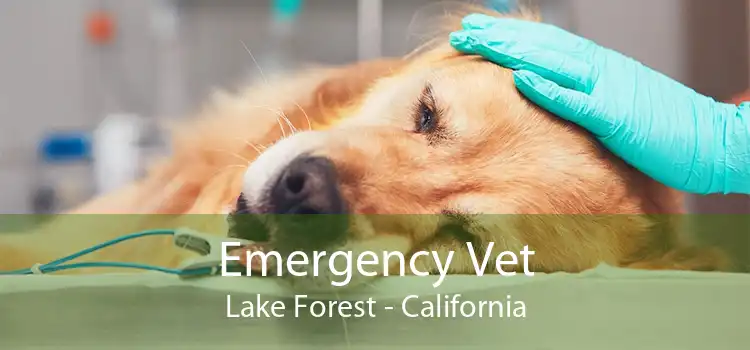 Emergency Vet Lake Forest - California