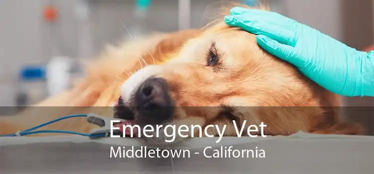 Emergency Vet Middletown - California