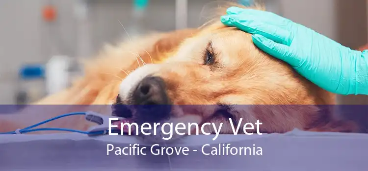 Emergency Vet Pacific Grove - California