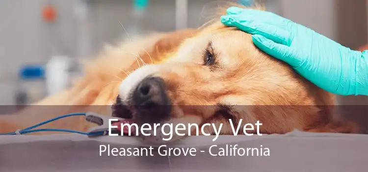 Emergency Vet Pleasant Grove - California