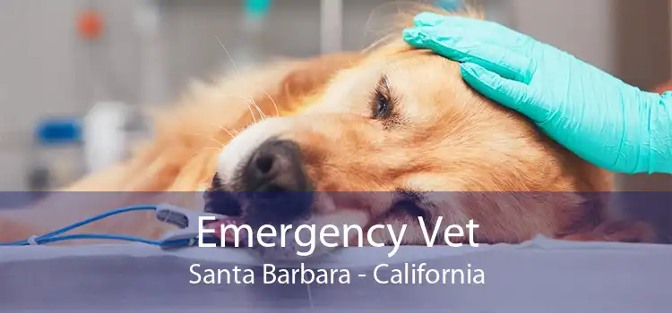 Emergency Vet Santa Barbara - California