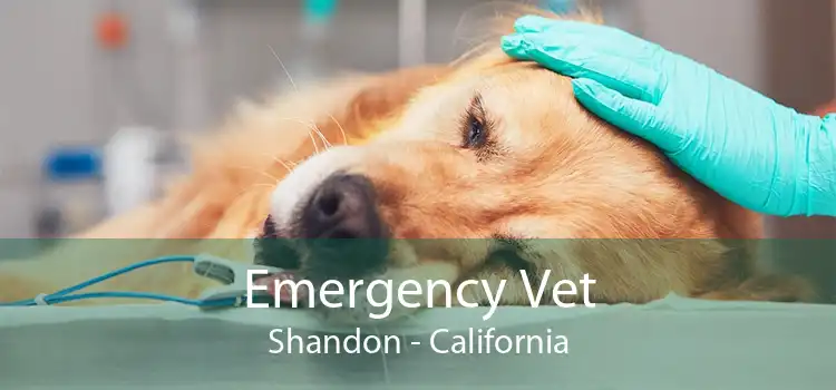 Emergency Vet Shandon - California