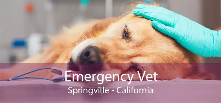 Emergency Vet Springville - California