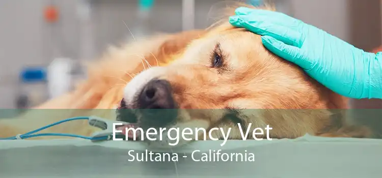 Emergency Vet Sultana - California