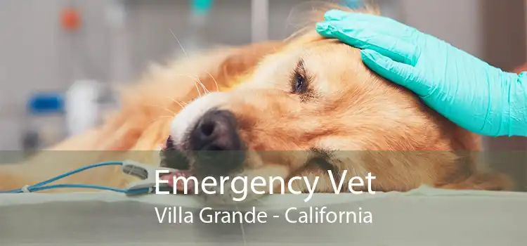 Emergency Vet Villa Grande - California