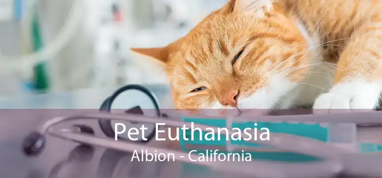 Pet Euthanasia Albion - California