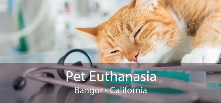 Pet Euthanasia Bangor - California