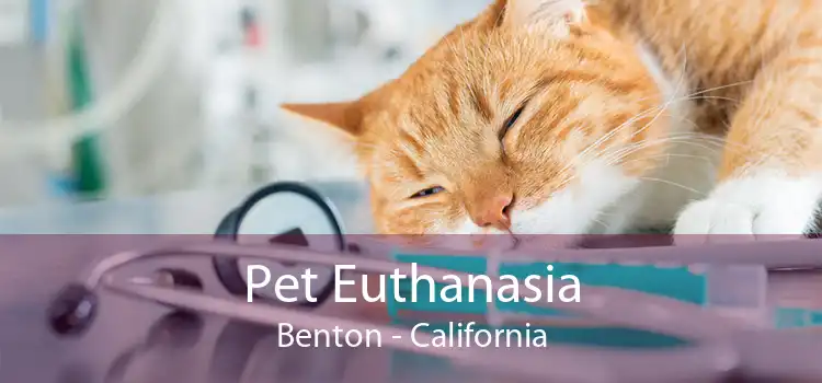 Pet Euthanasia Benton - California