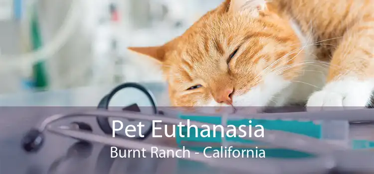 Pet Euthanasia Burnt Ranch - California