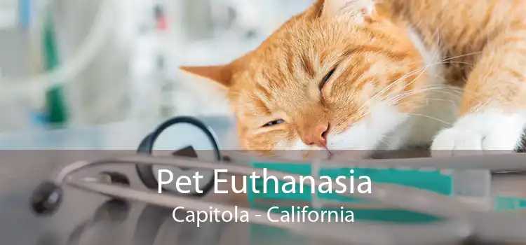 Pet Euthanasia Capitola - California