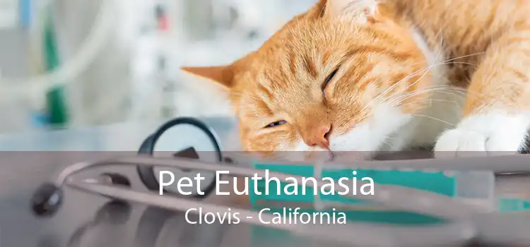 Pet Euthanasia Clovis - California