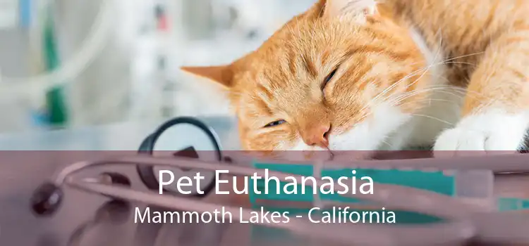 Pet Euthanasia Mammoth Lakes - California