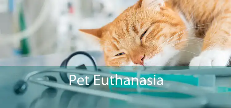 Pet Euthanasia 