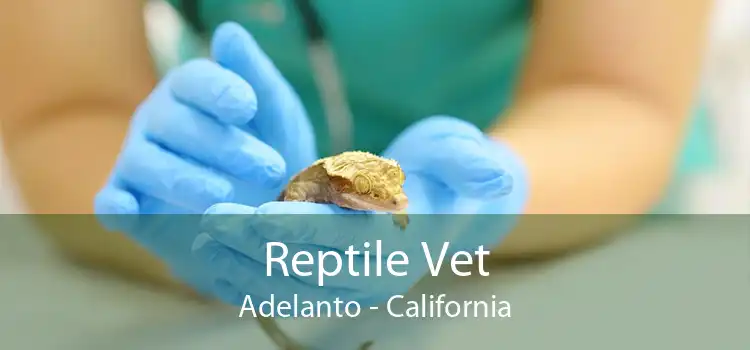 Reptile Vet Adelanto - California