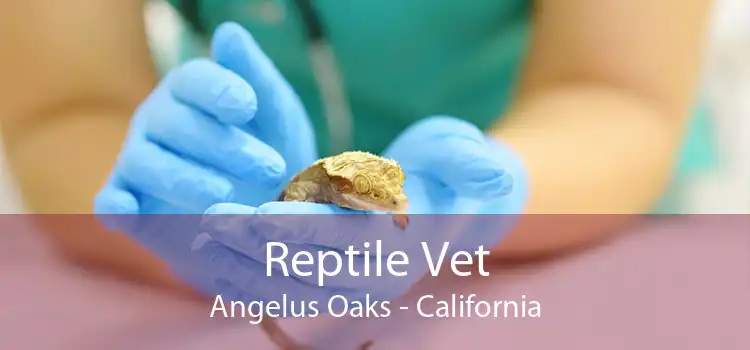 Reptile Vet Angelus Oaks - California