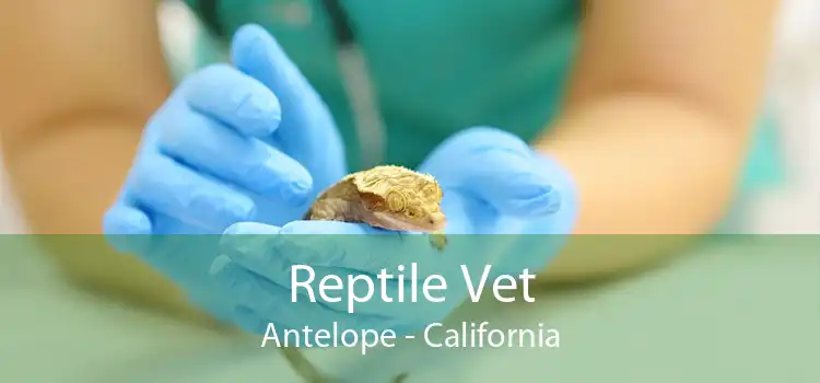 Reptile Vet Antelope - California
