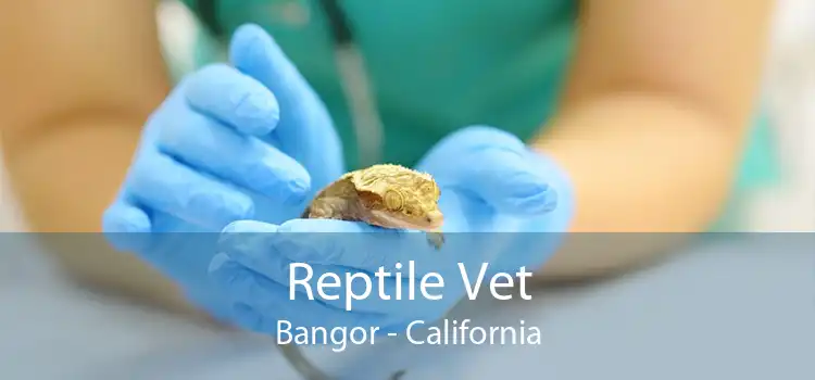 Reptile Vet Bangor - California