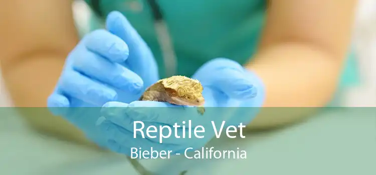 Reptile Vet Bieber - California