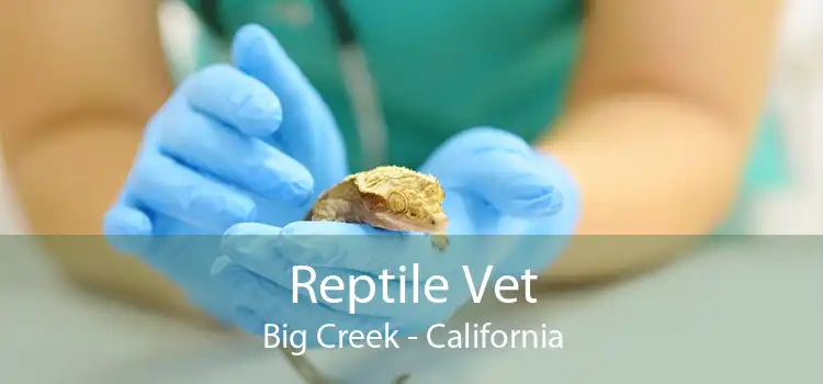 Reptile Vet Big Creek - California